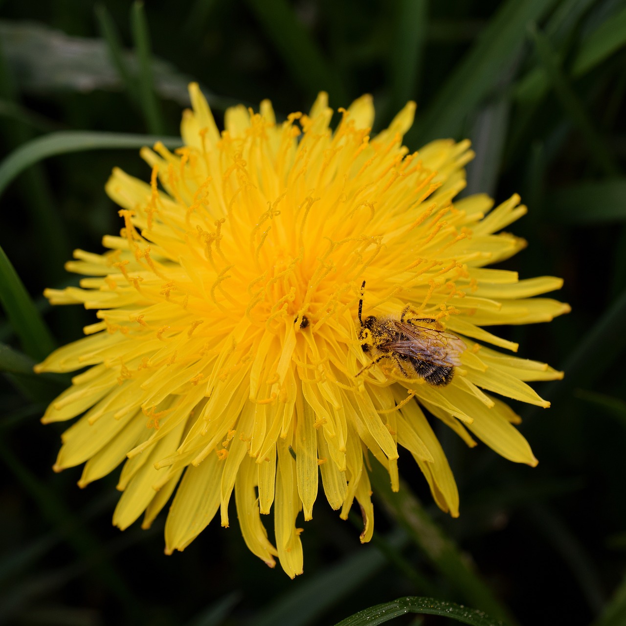 dandelion  bee  nectar free photo