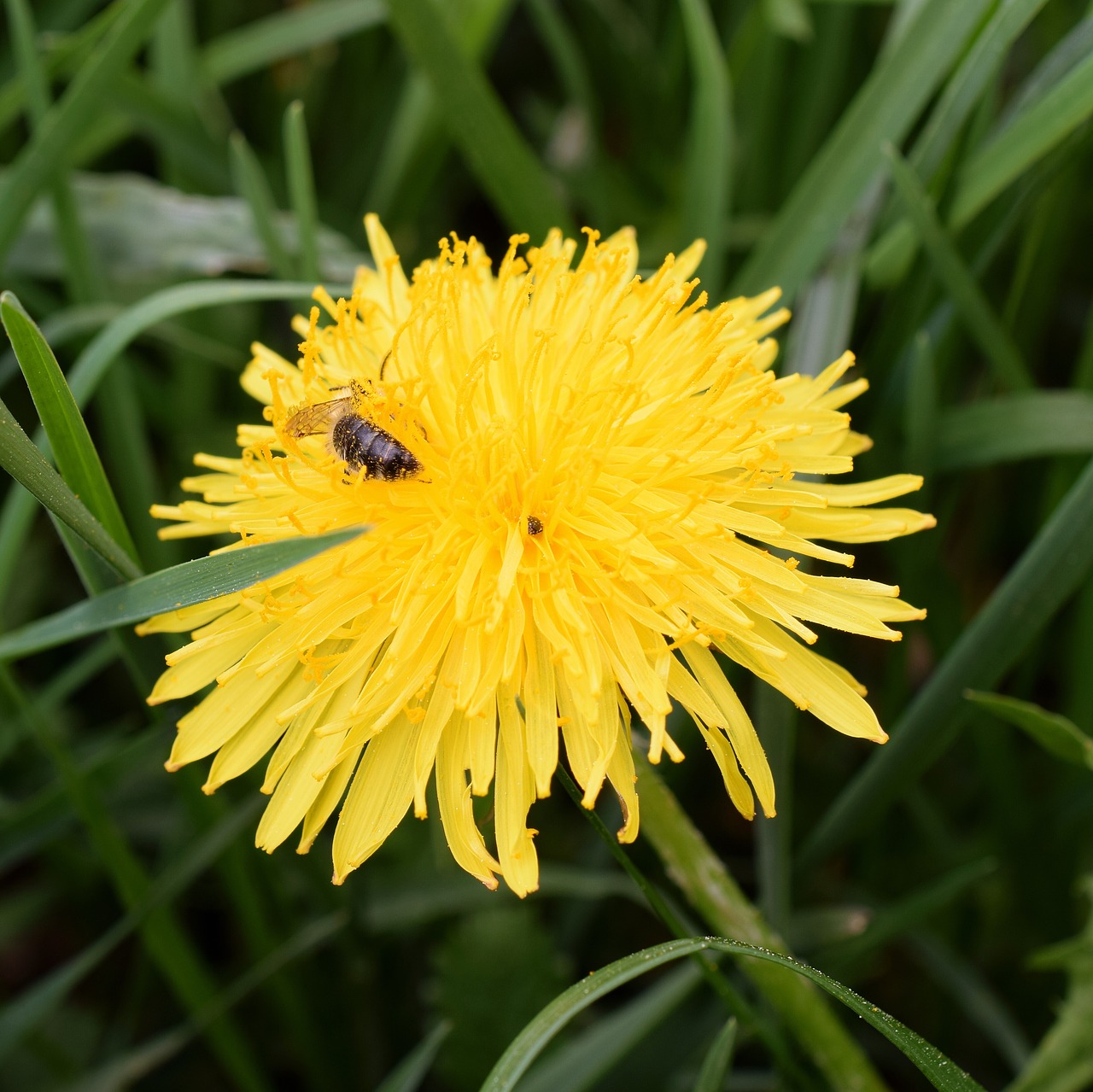 dandelion  bee  nectar free photo