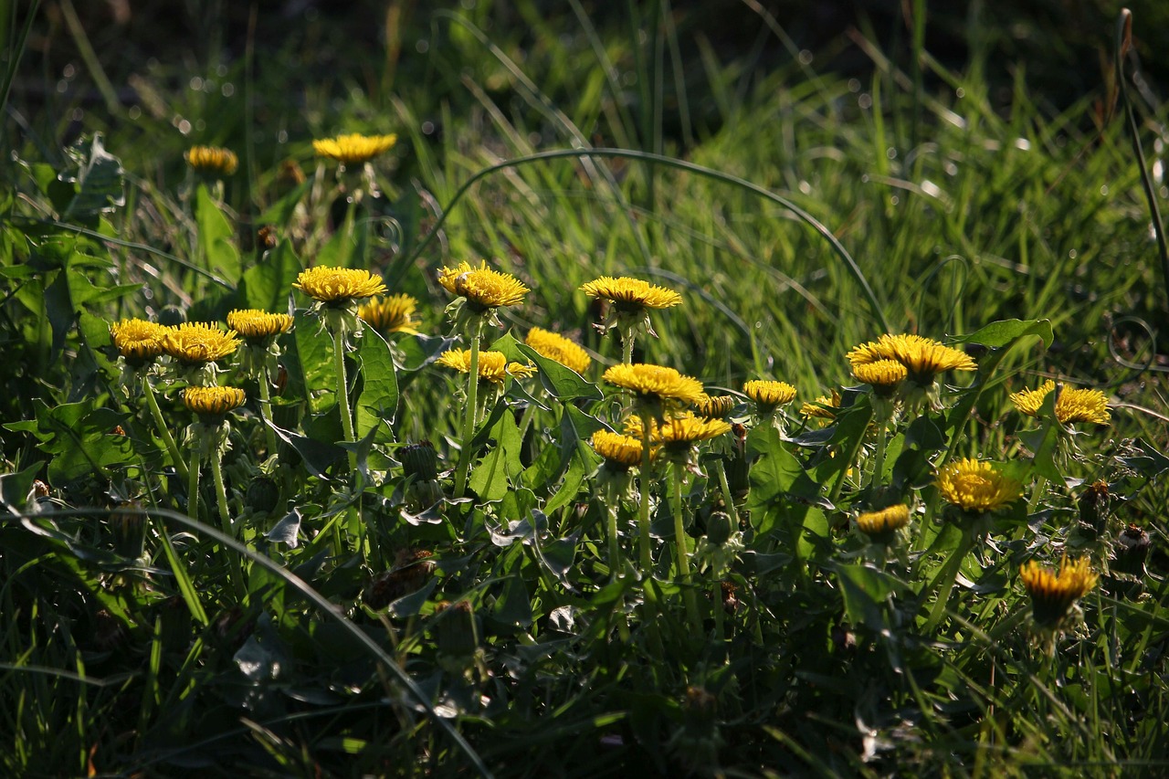 dandelion  flowers  flower free photo