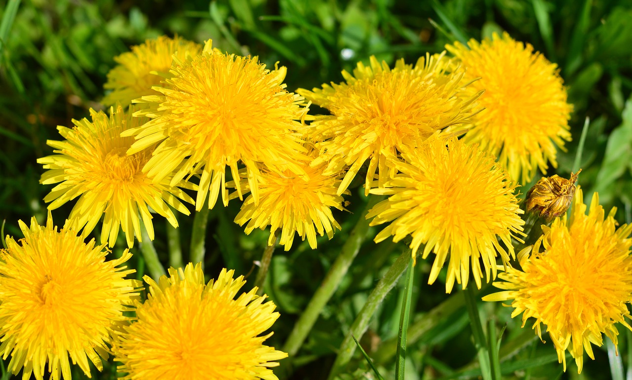 dandelion  nature  grass free photo