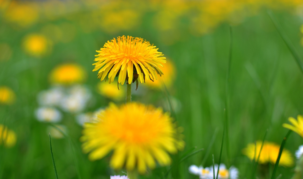 dandelion  sprinkle  pollen free photo