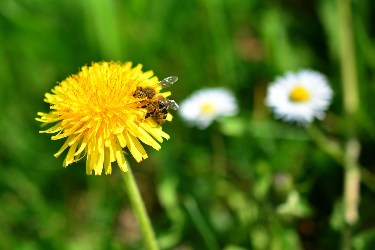 dandelion  bee  sprinkle free photo