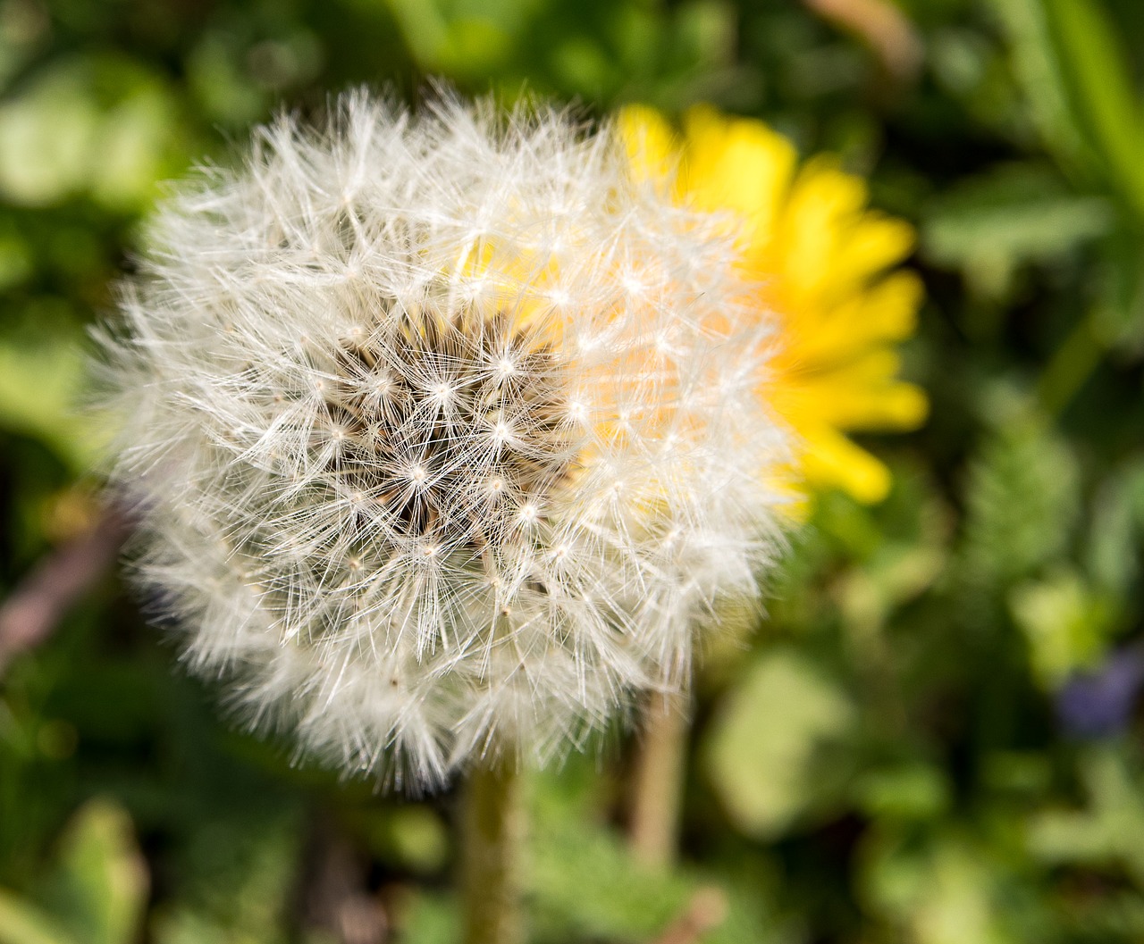 dandelion  pointed flower free pictures free photo
