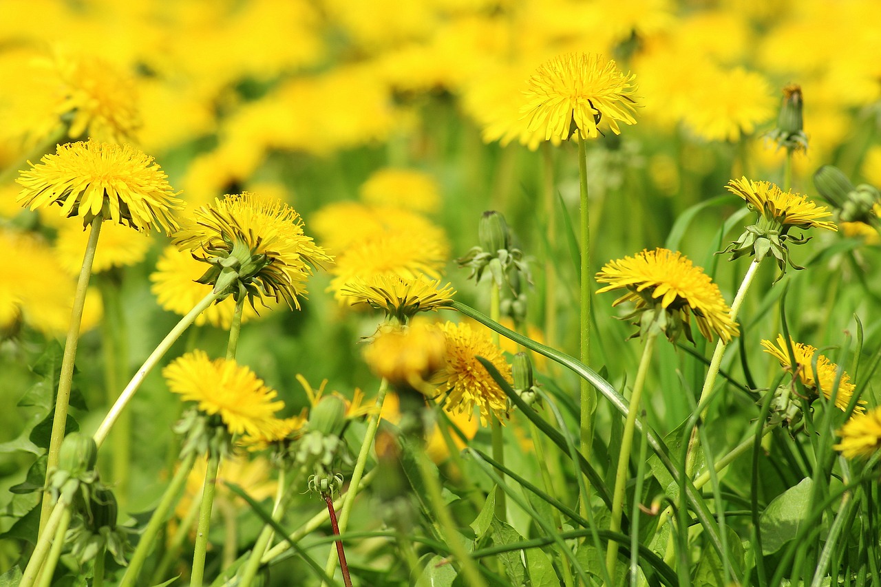 dandelion  spring  meadow free photo