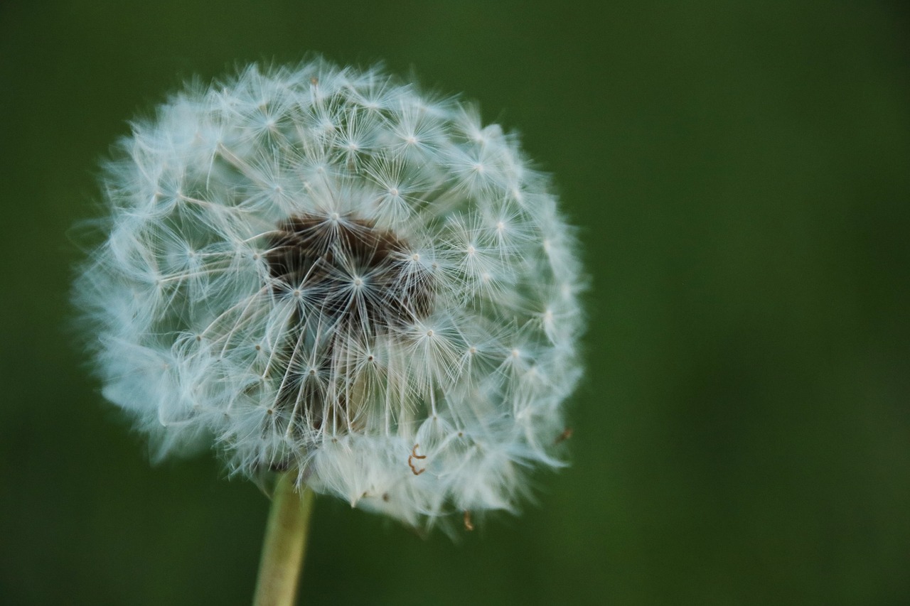 dandelion  plant  summer free photo