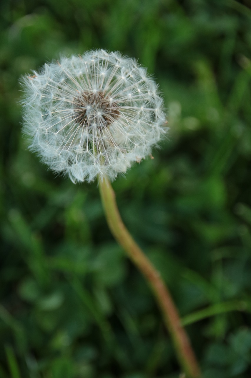 dandelion  nature  plant free photo