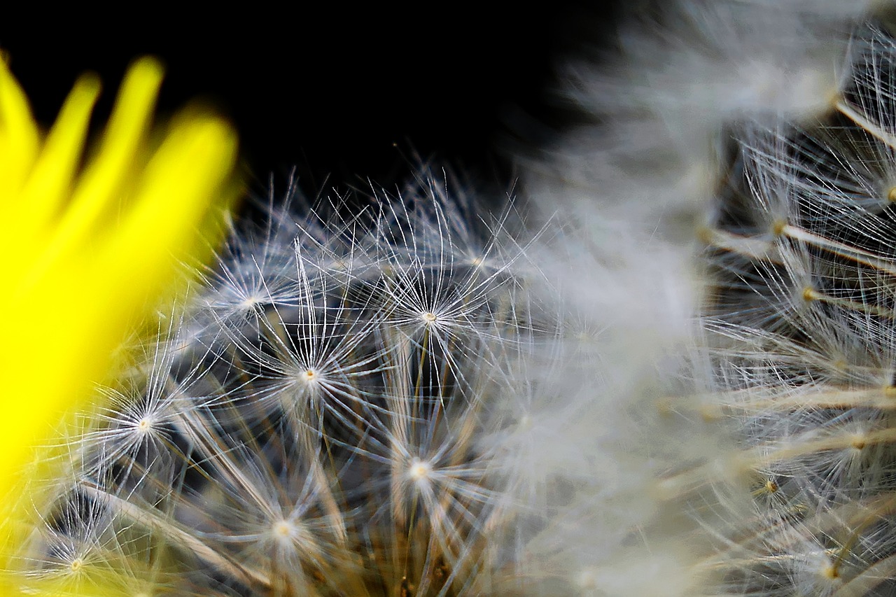 dandelion  nature  plant free photo