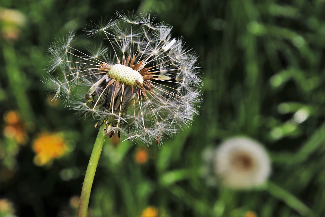 dandelion  spring  nature free photo