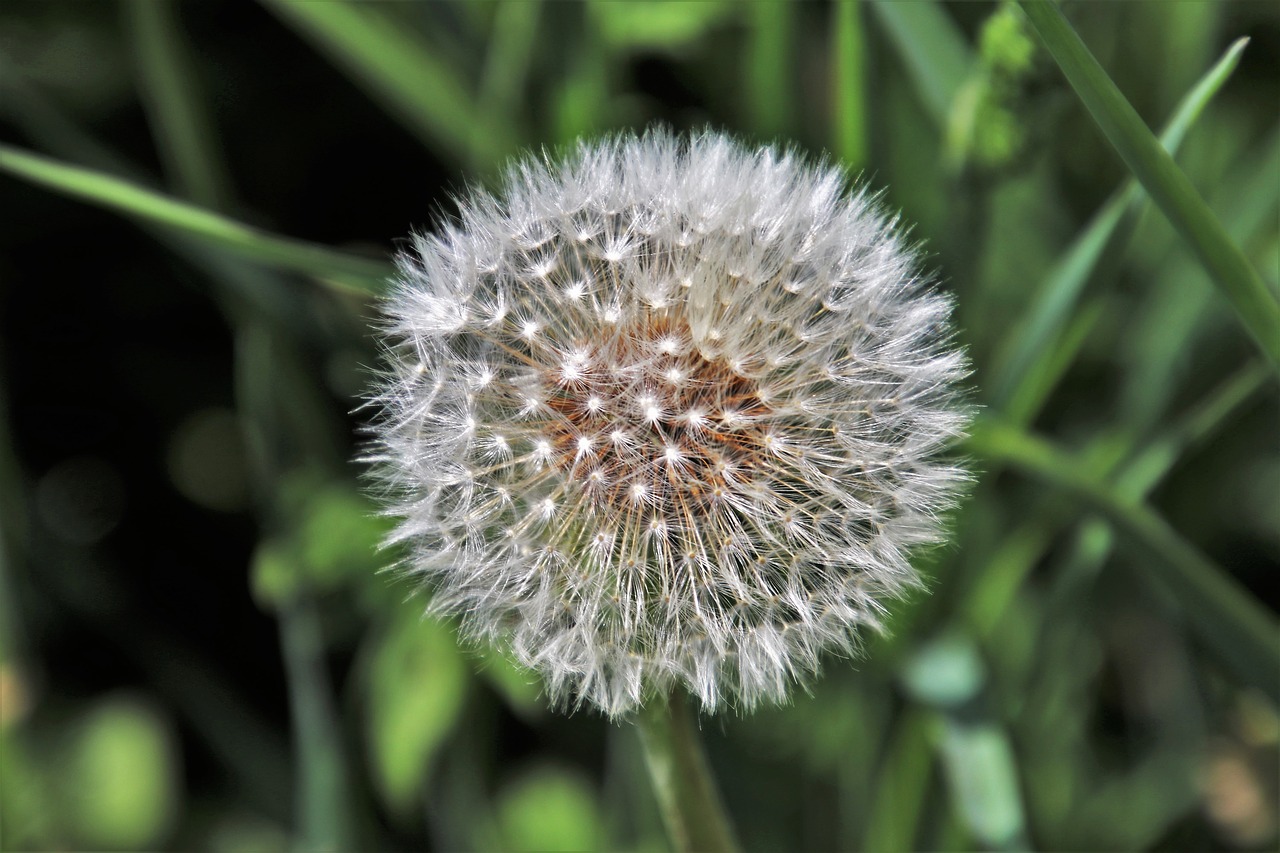 dandelion  sphere  fluffy free photo