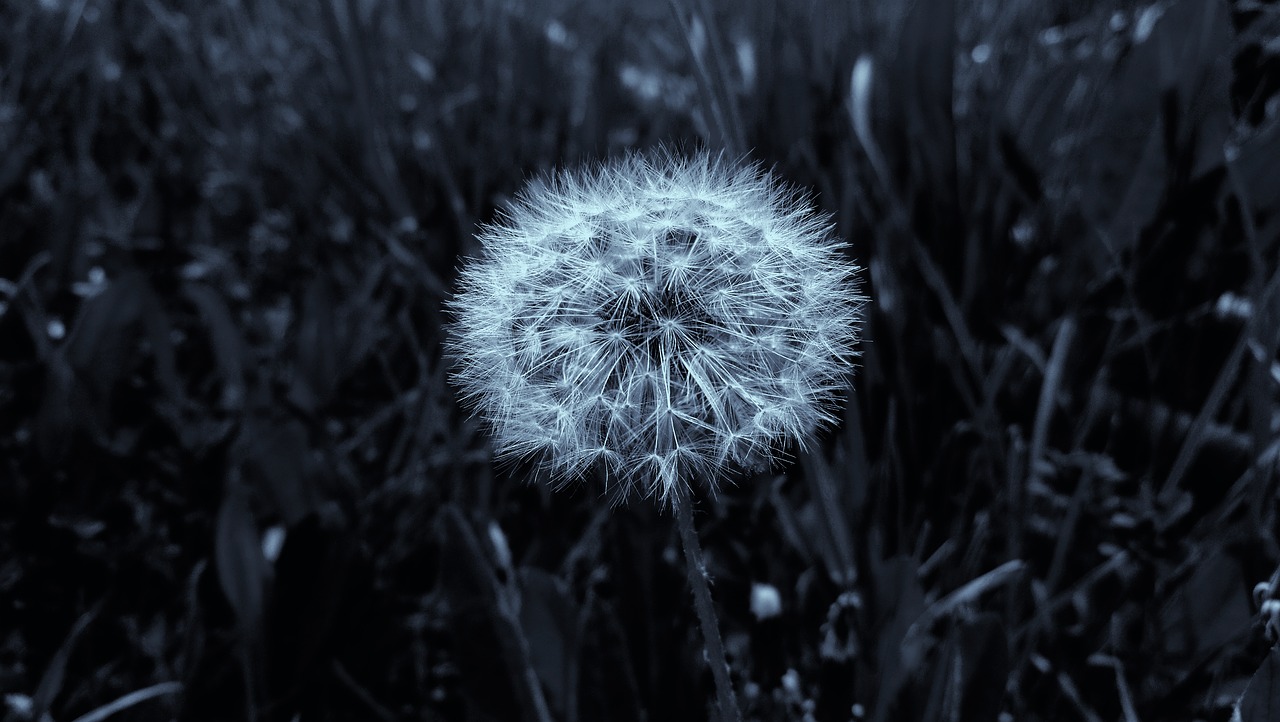 dandelion  nature  fluffy free photo