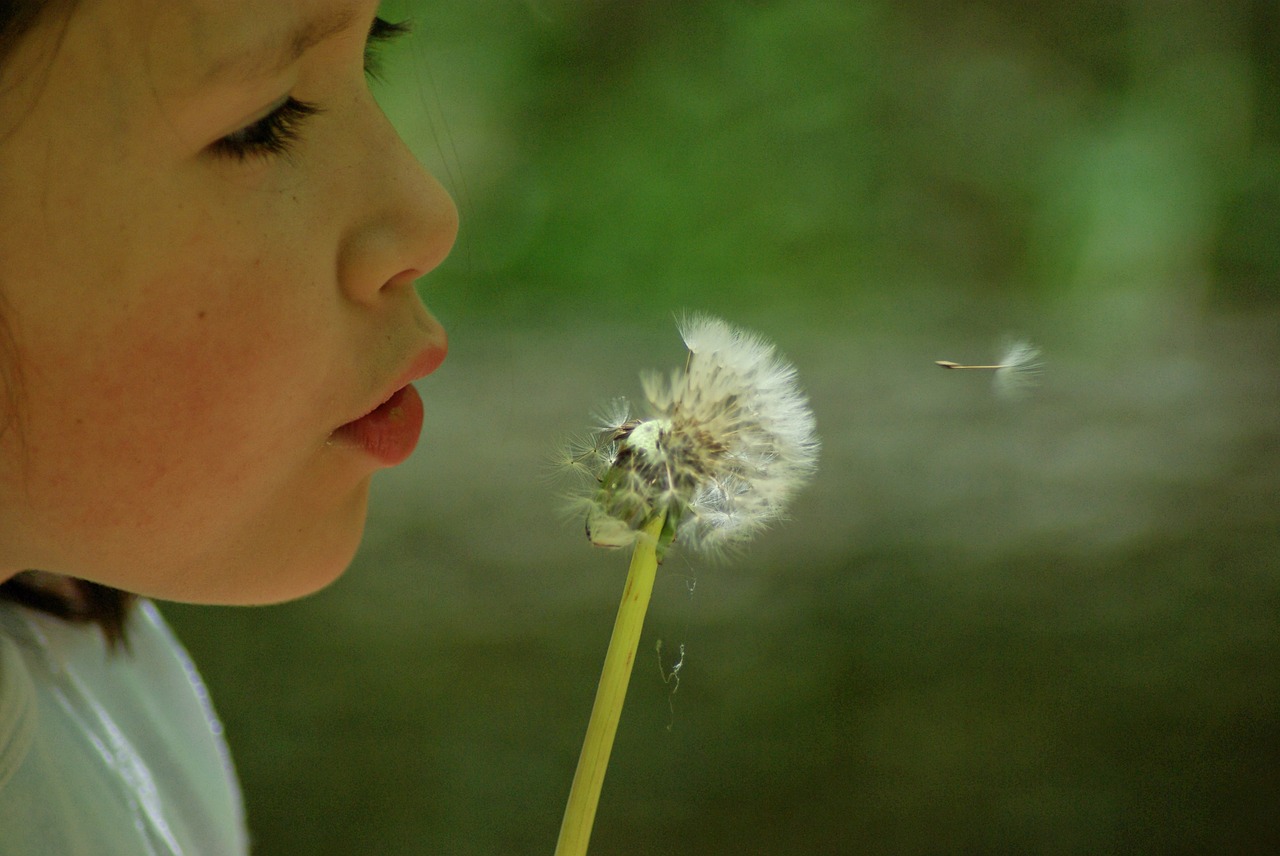 dandelion egret dandelion nature free photo