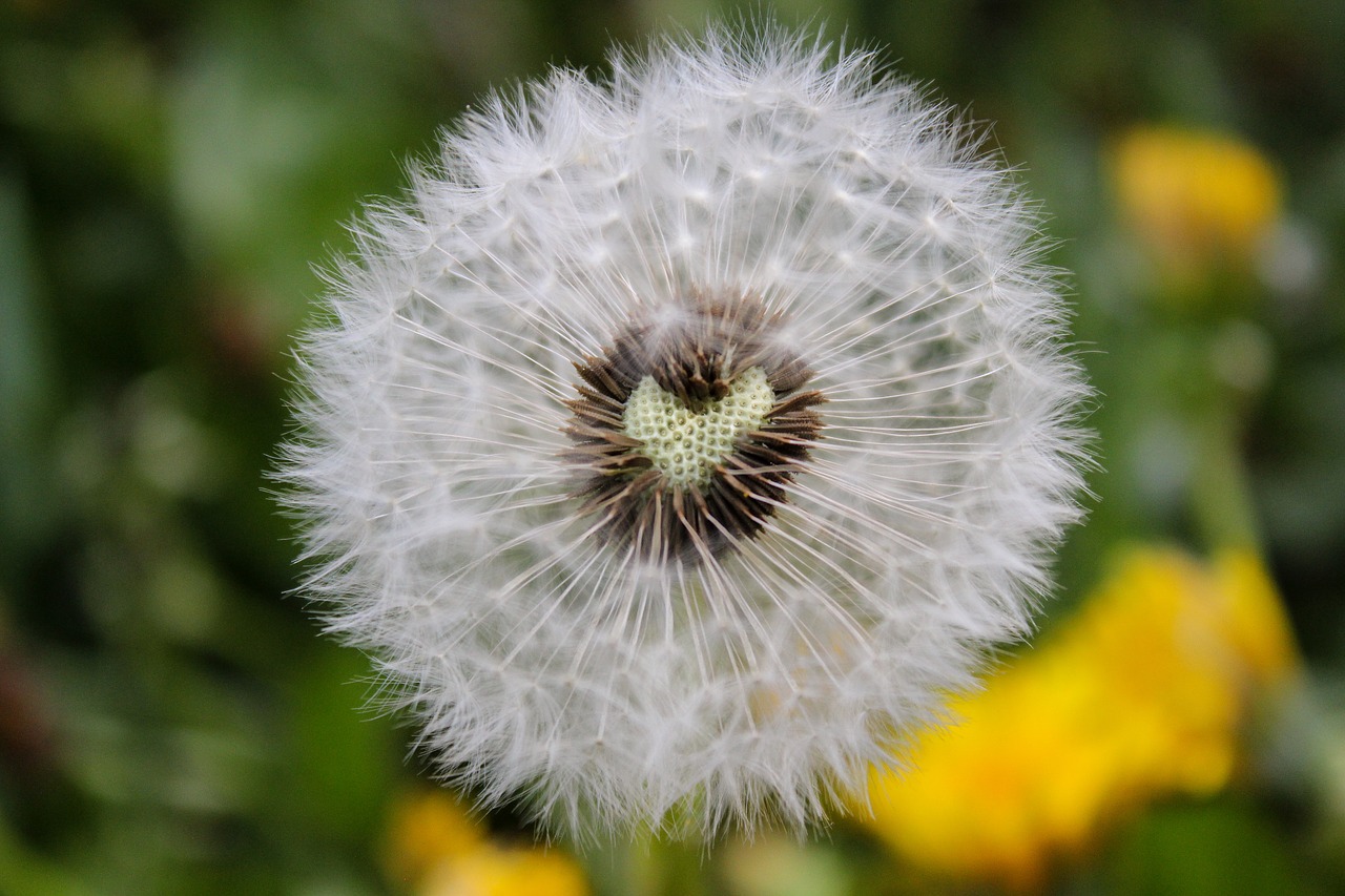 dandelion  heart  nature free photo