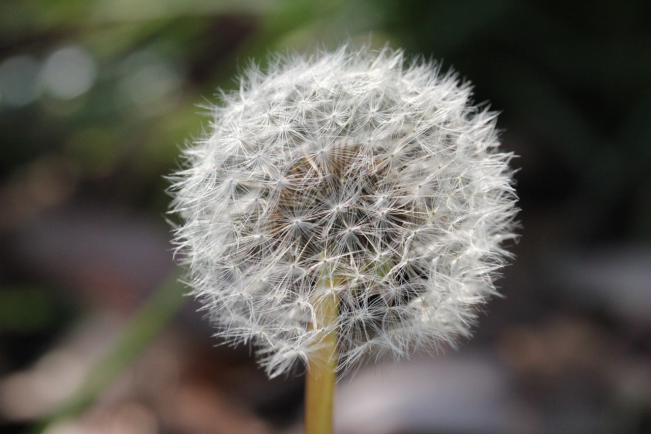 dandelion  plant  nature free photo