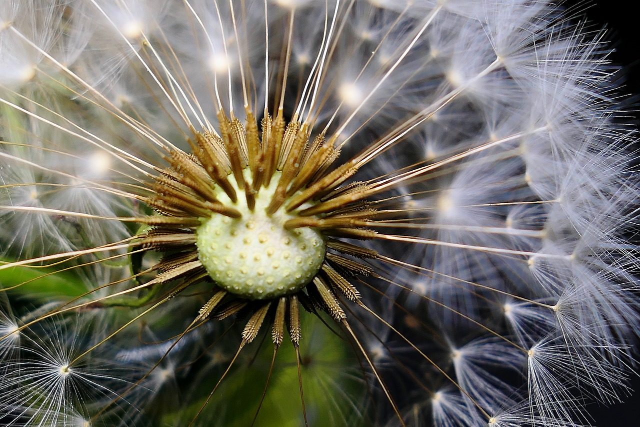 dandelion  nature  seeds free photo