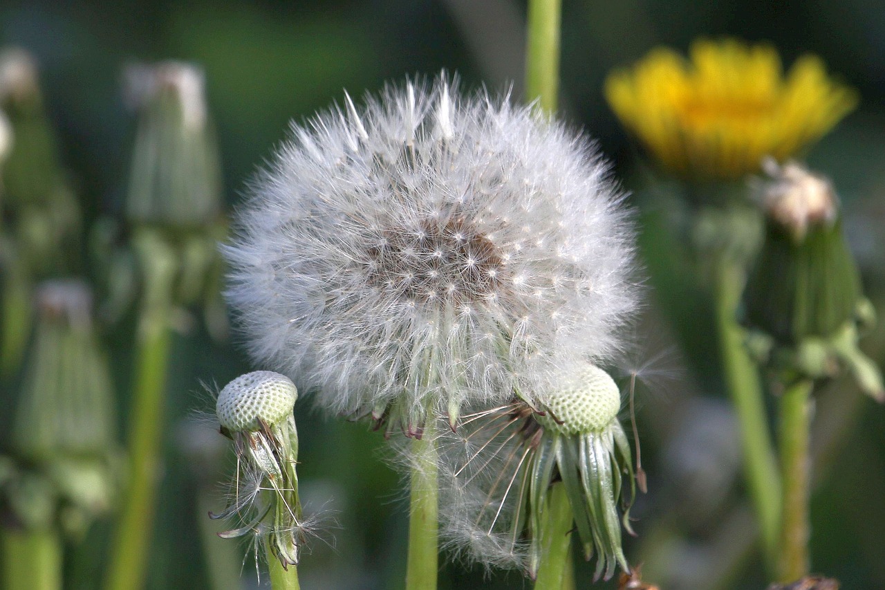 dandelion  seeds  close up free photo