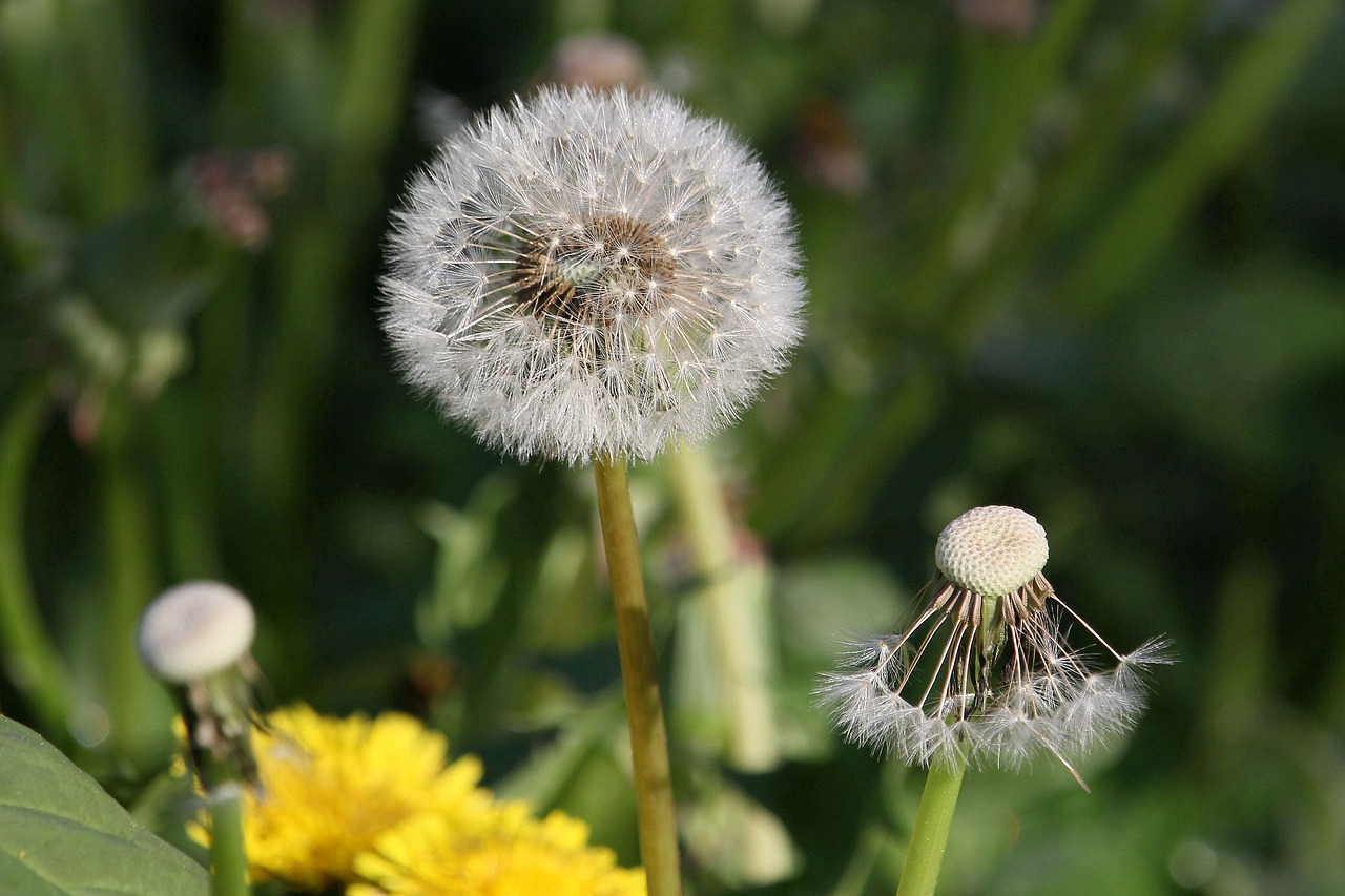 dandelion  seeds  close up free photo