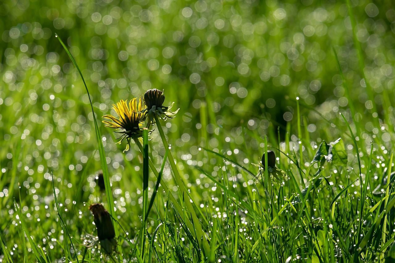 dandelion  backlighting  mood free photo