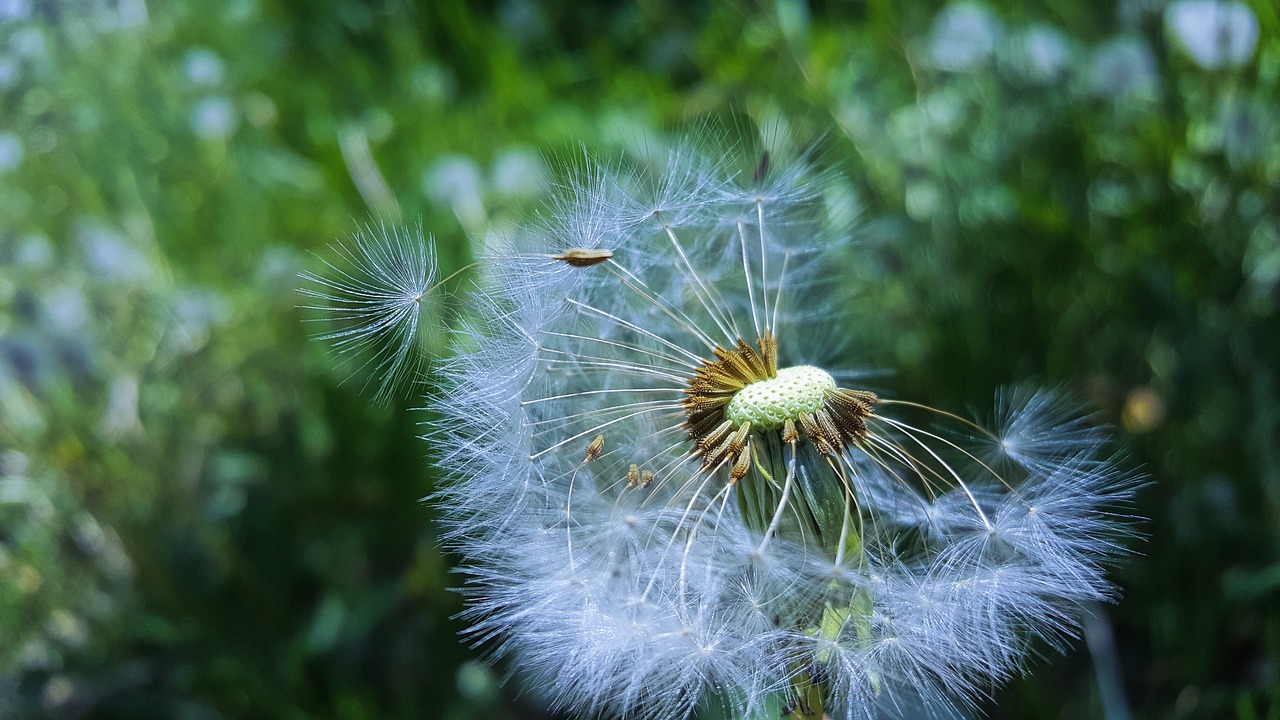 dandelion  nature  plant free photo