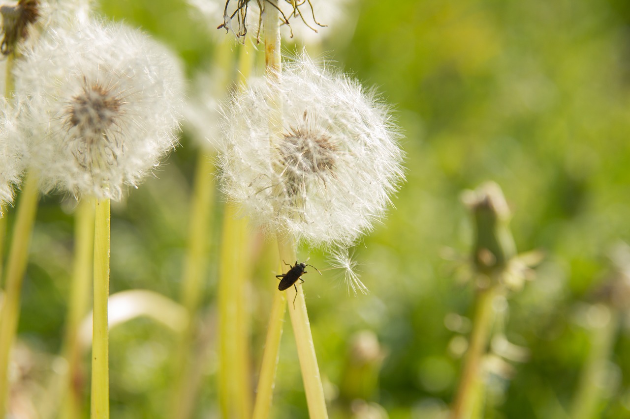 dandelion  dandelion bunch  nature free photo