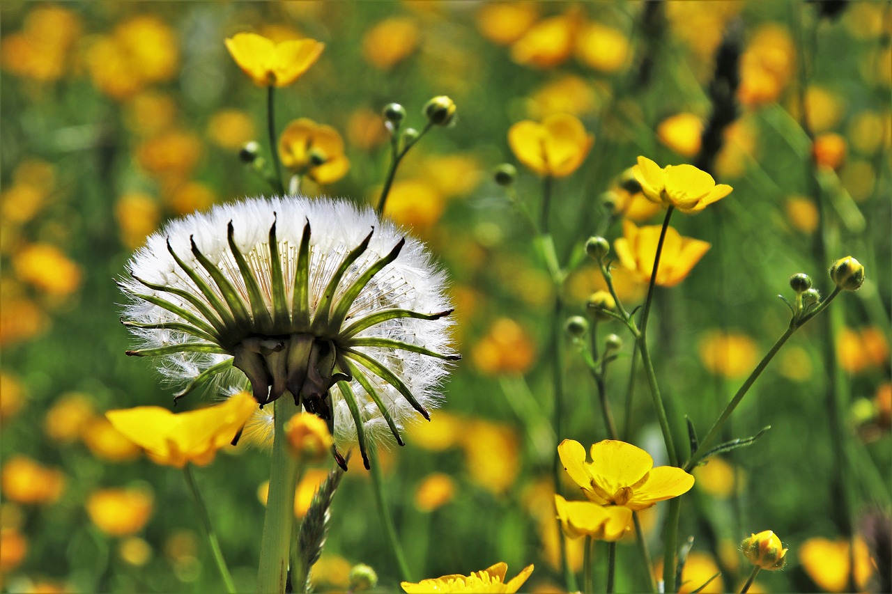 dandelion  spring  nuns free photo