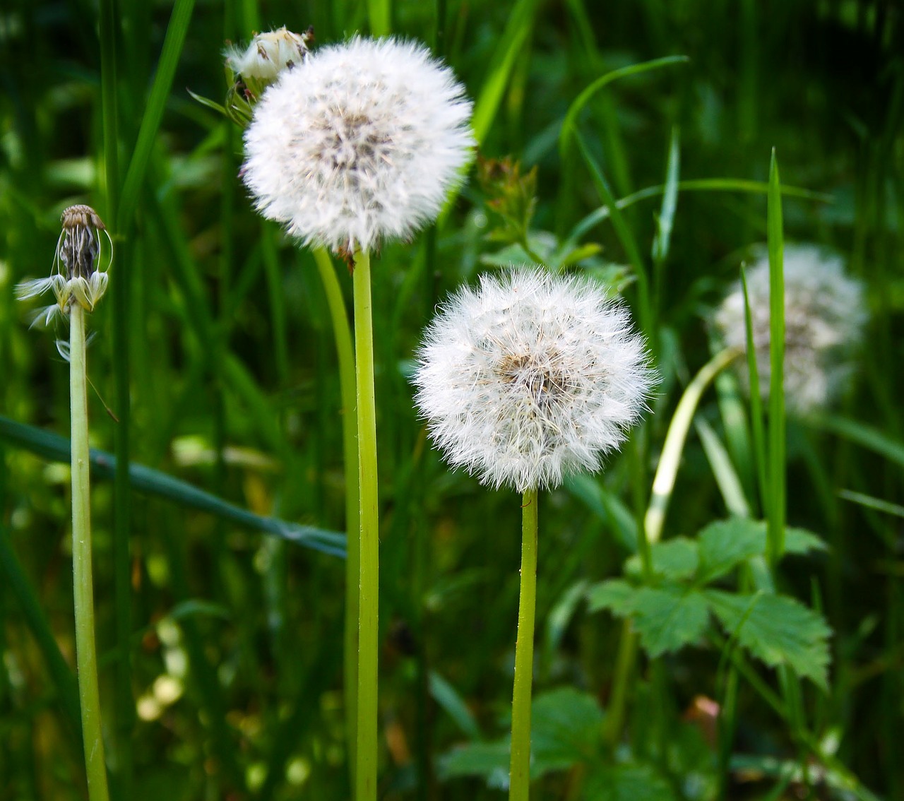 dandelion flower nature free photo