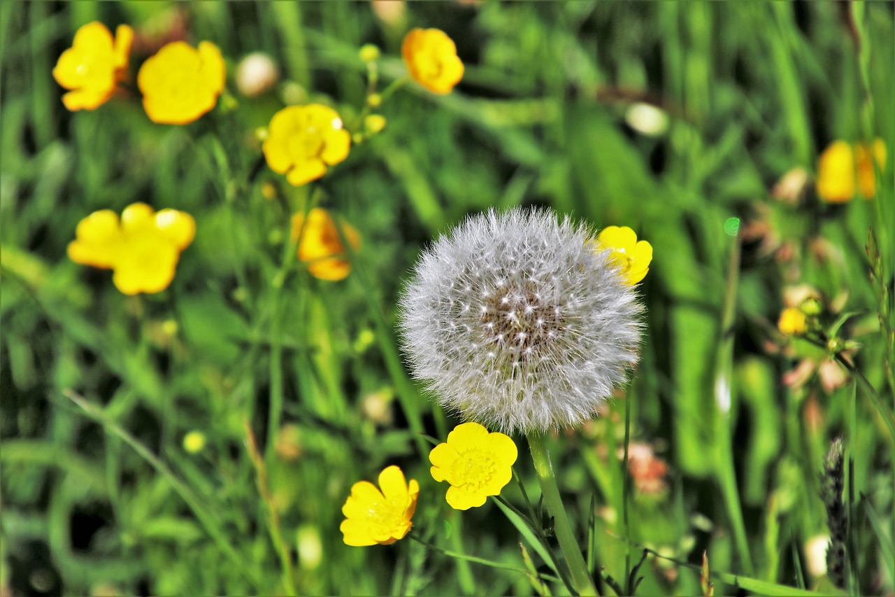 dandelion  grass  green free photo