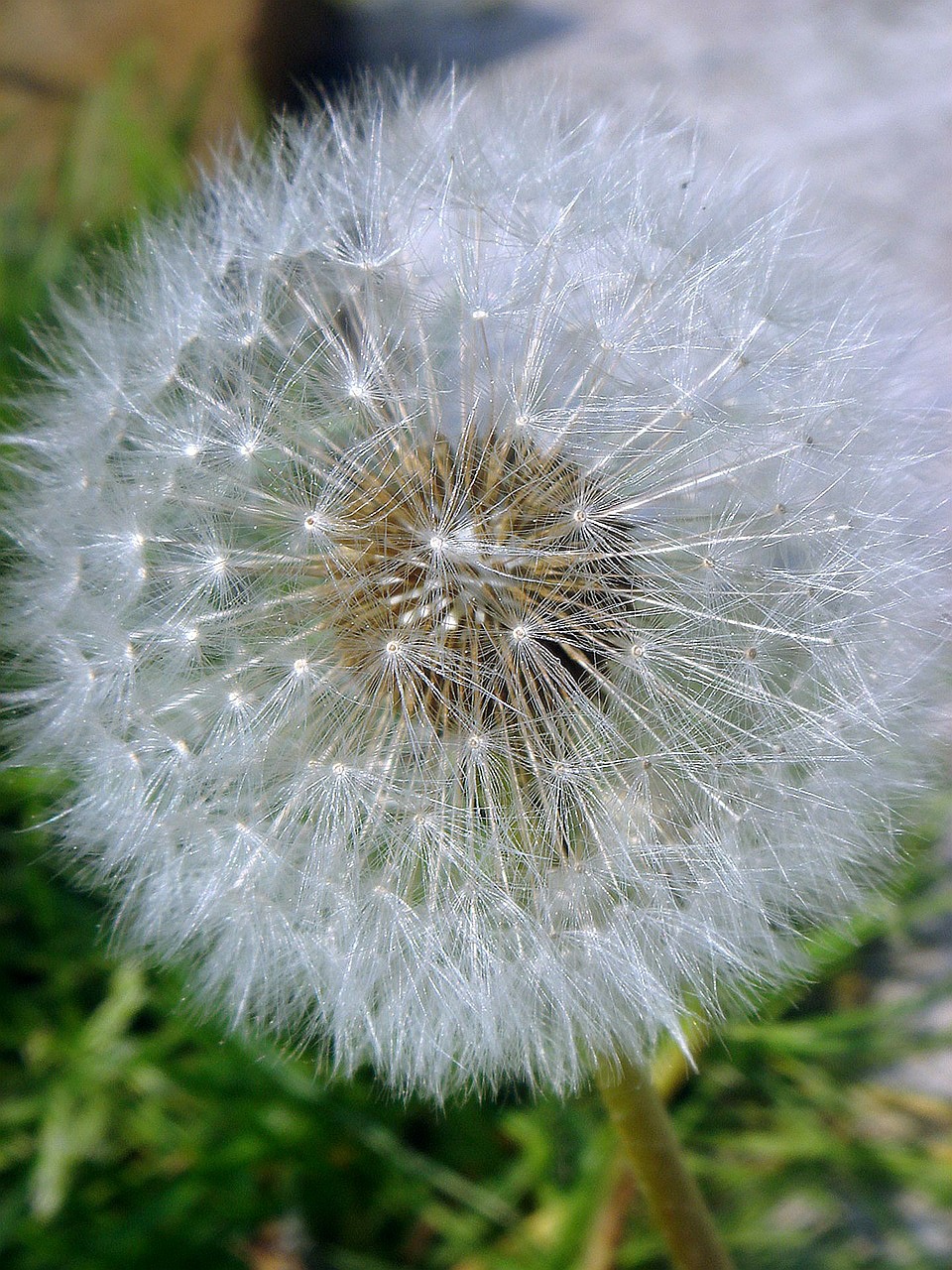 dandelion fluff white free photo