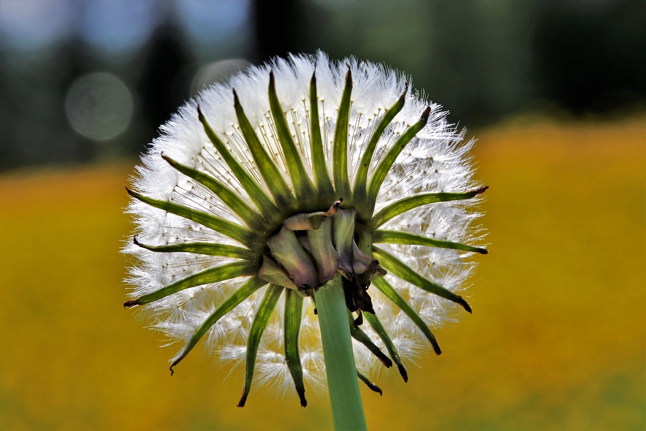 dandelion  spring  nature free photo