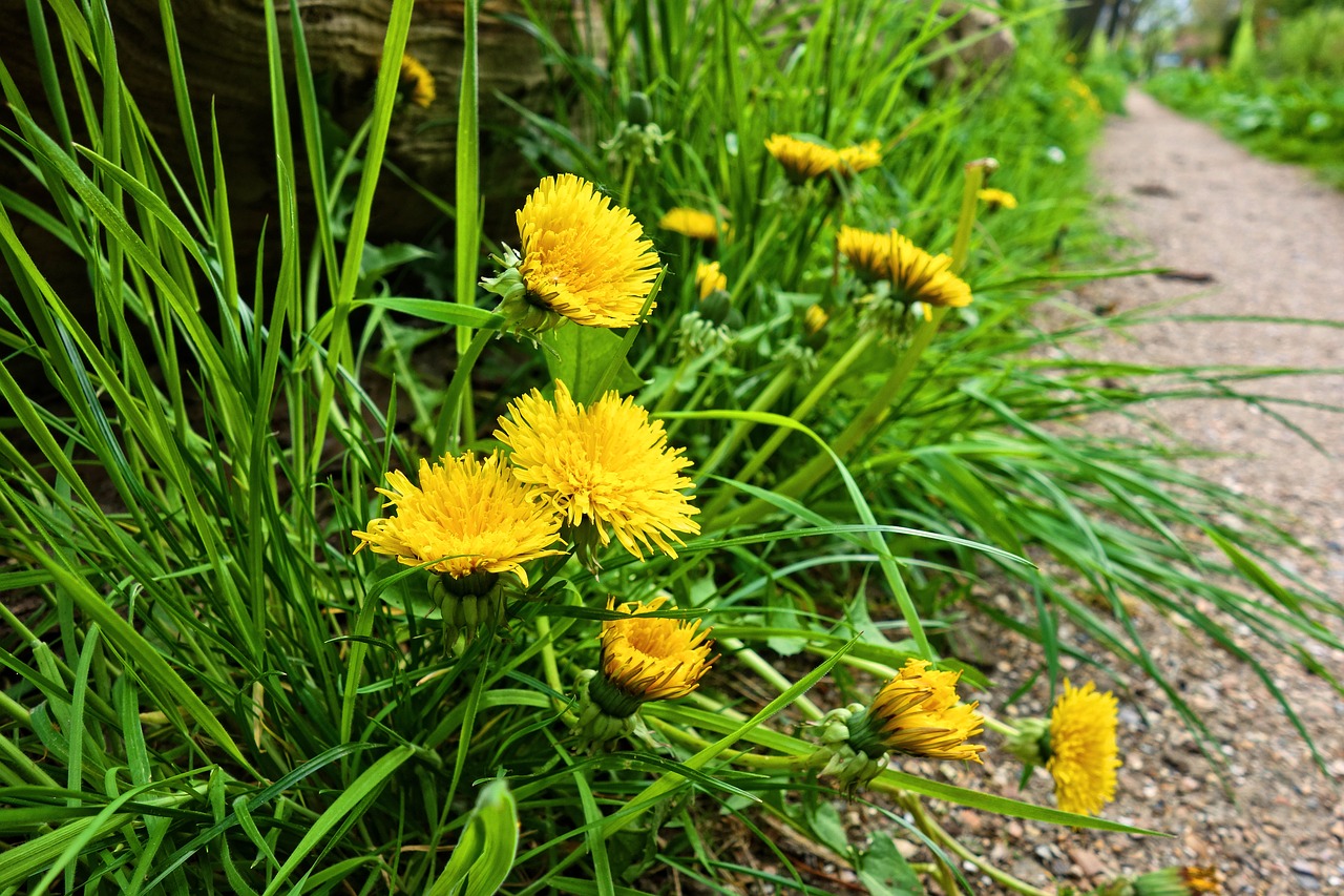 dandelion  flower  plant free photo