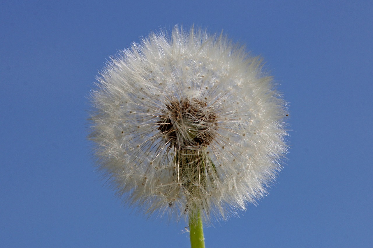 dandelion  fluffy  nature free photo