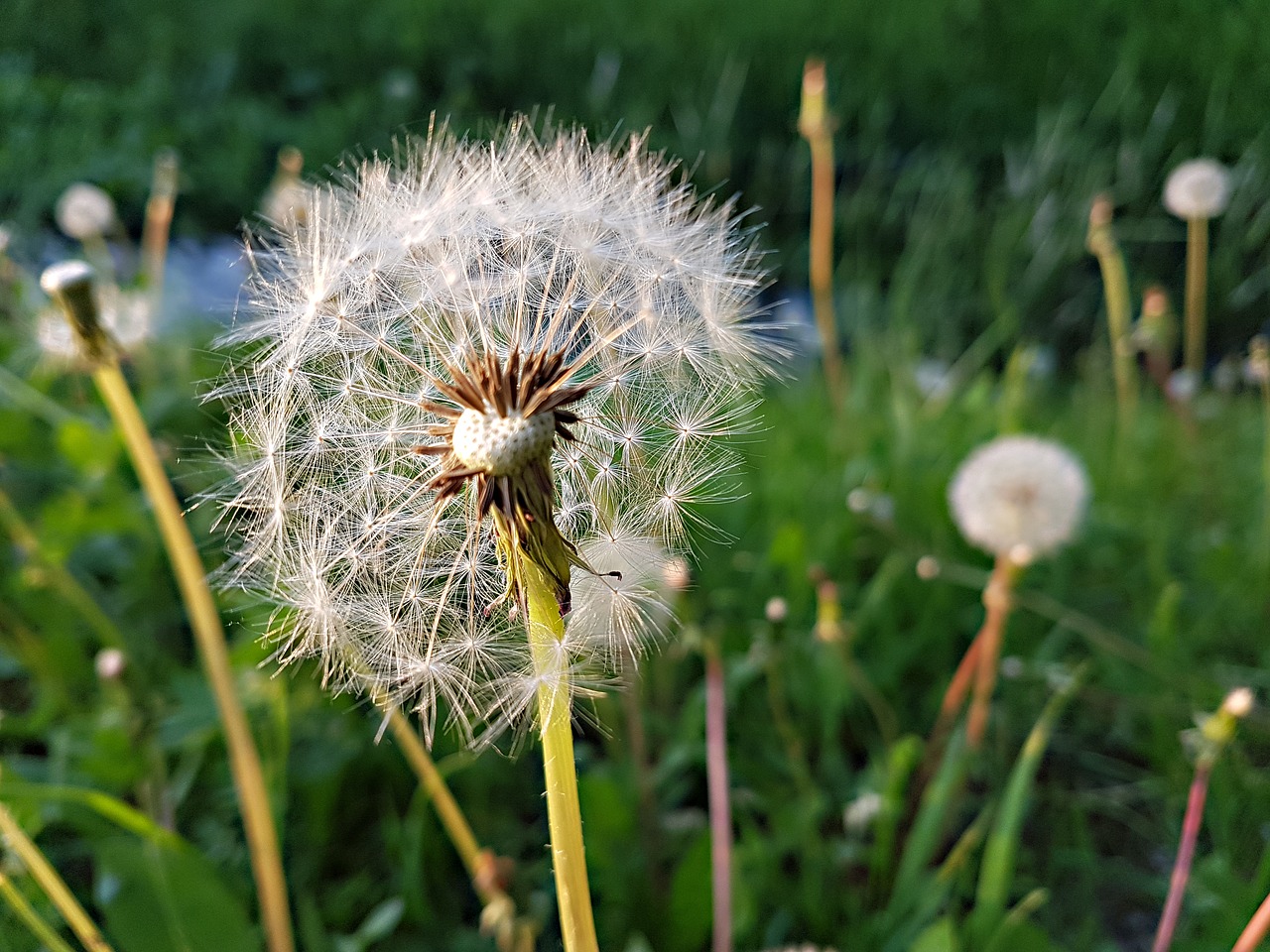 dandelion  nature  lawn free photo