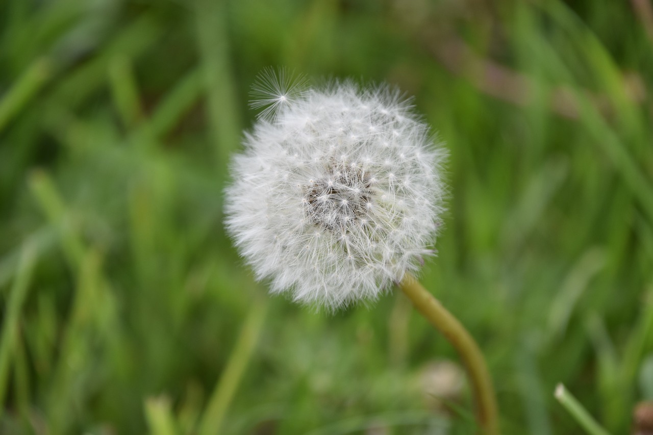 dandelion  nature  plant free photo