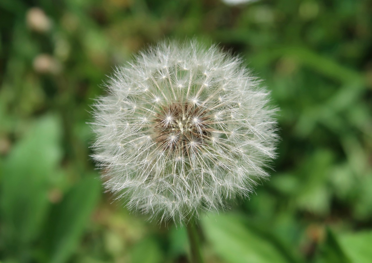 dandelion  nature  spring free photo