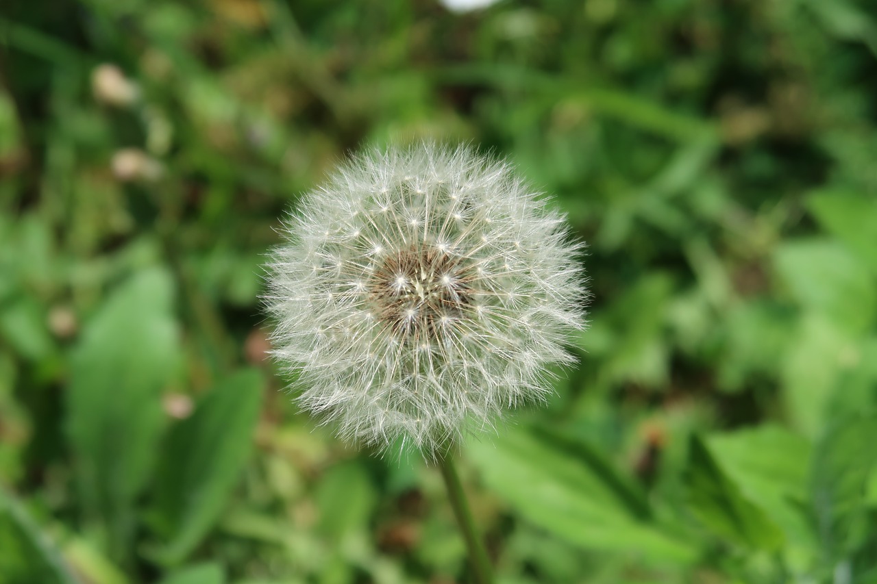 dandelion  nature  spring free photo