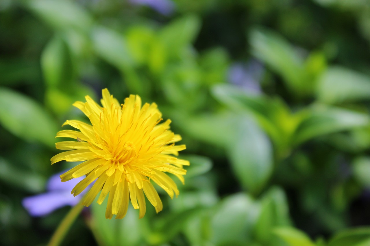 dandelion  yellow flower  blossom free photo