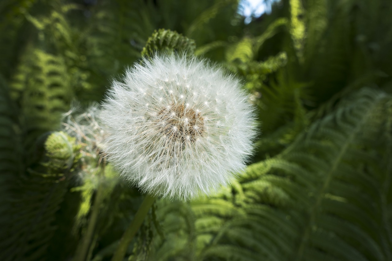 dandelion  fern  nature free photo