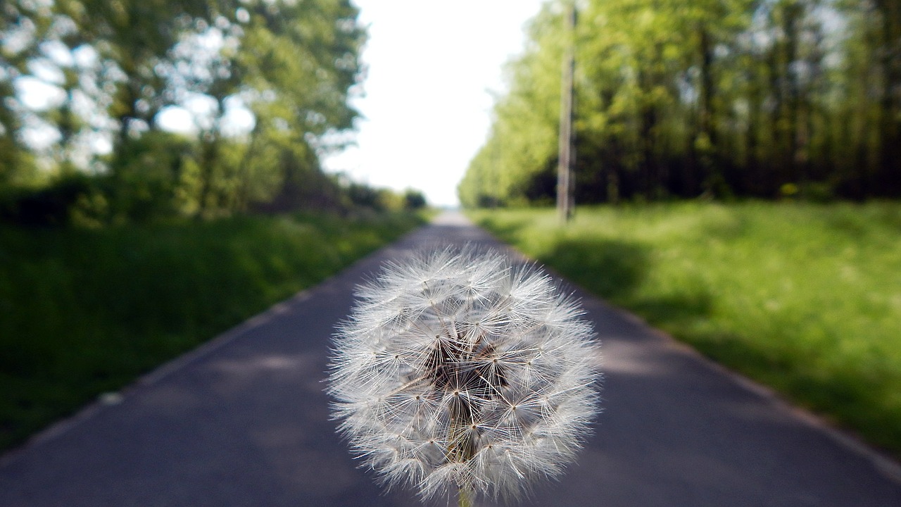 dandelion  nature  outdoors free photo