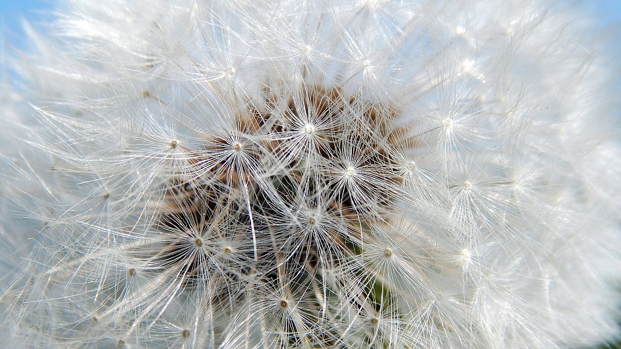 dandelion  nature  fluffy free photo