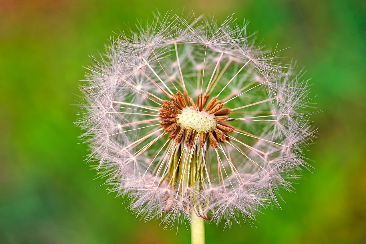 dandelion  nature  plant free photo