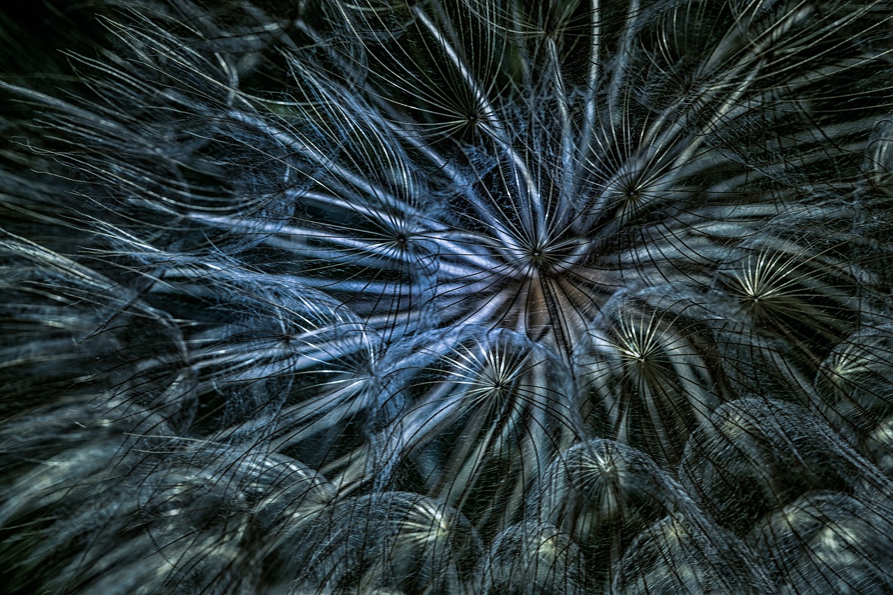 dandelion  flower  wind free photo