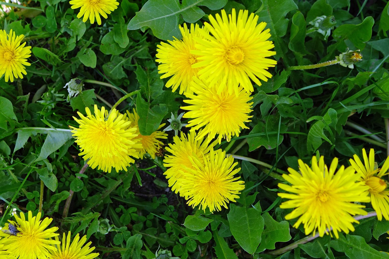 dandelion  flower  plant free photo