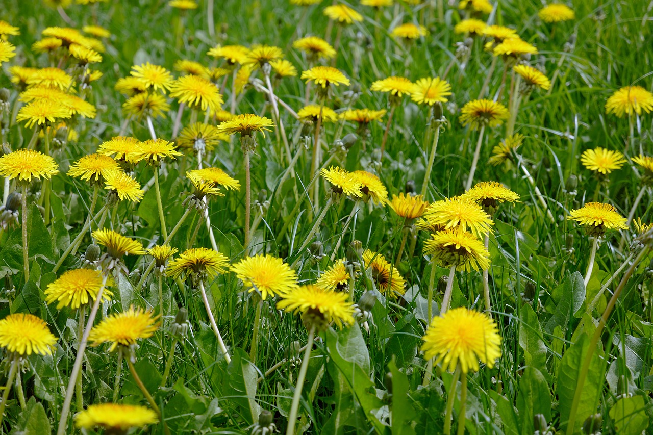 dandelion  nature  plant free photo