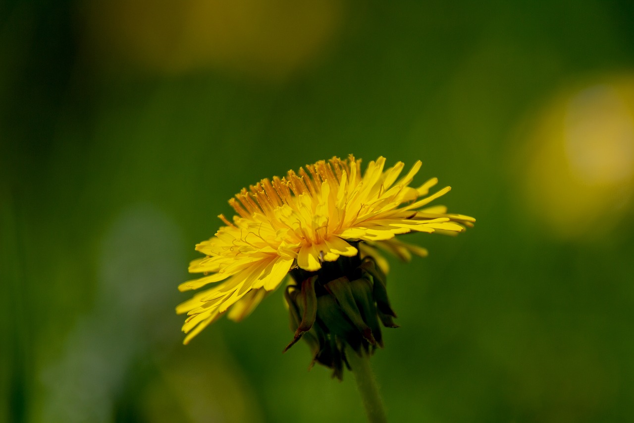 dandelion  flower  yellow free photo