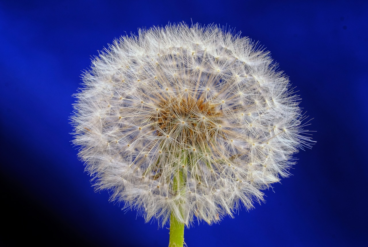 dandelion  blossom  bloom free photo