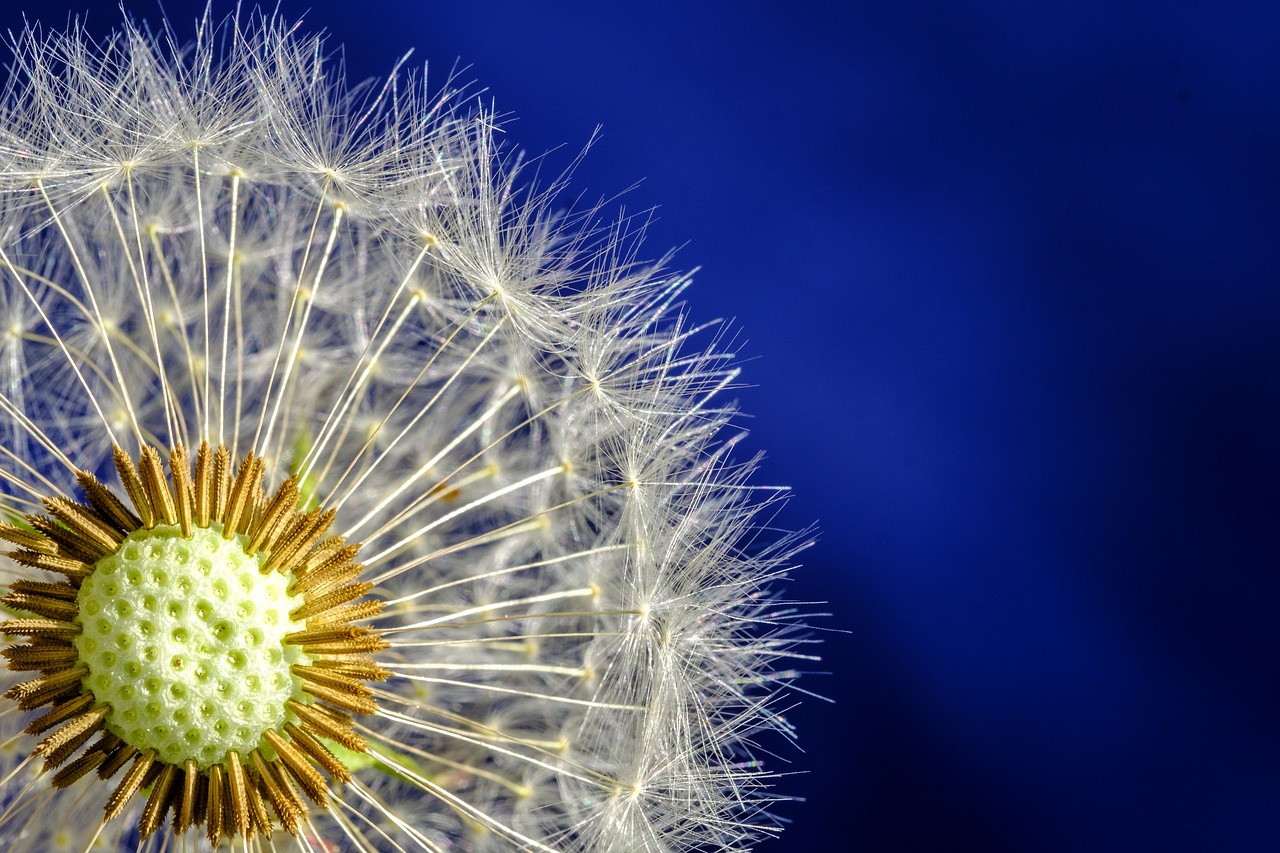 dandelion  blossom  bloom free photo