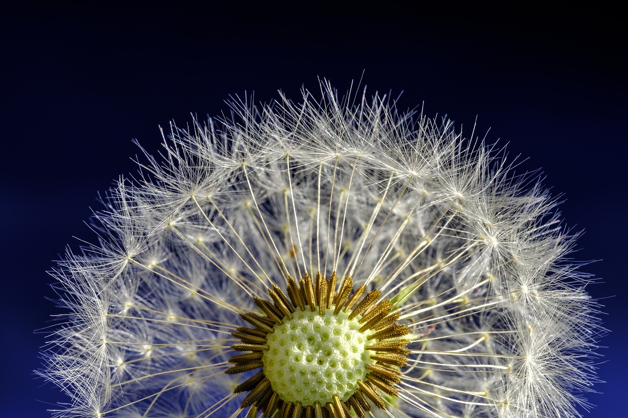 dandelion  blossom  bloom free photo