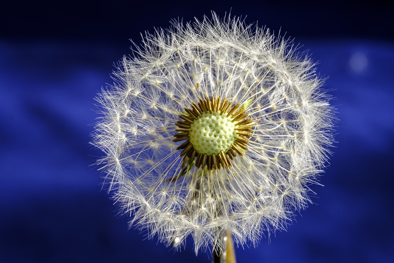 dandelion  blossom  bloom free photo