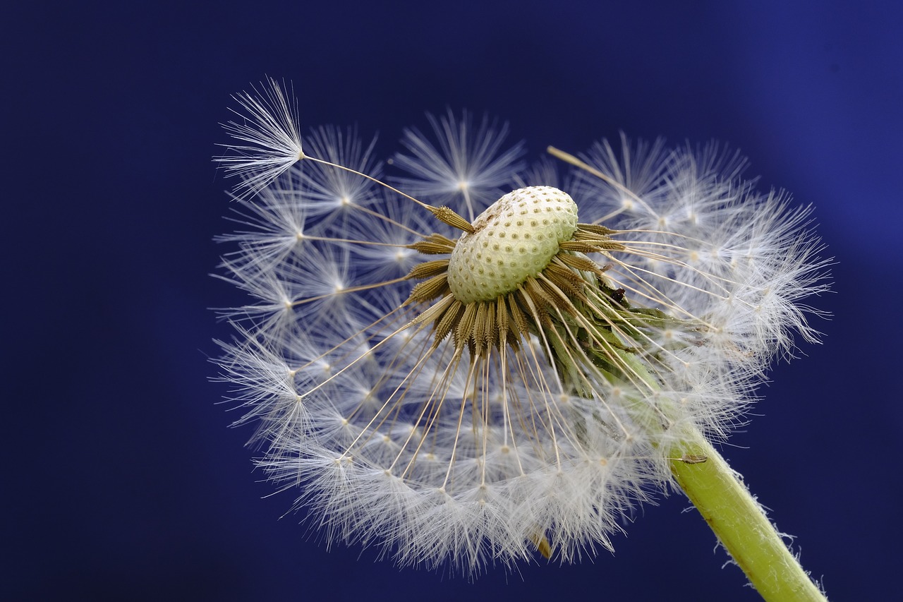 dandelion  blossom  bloom free photo