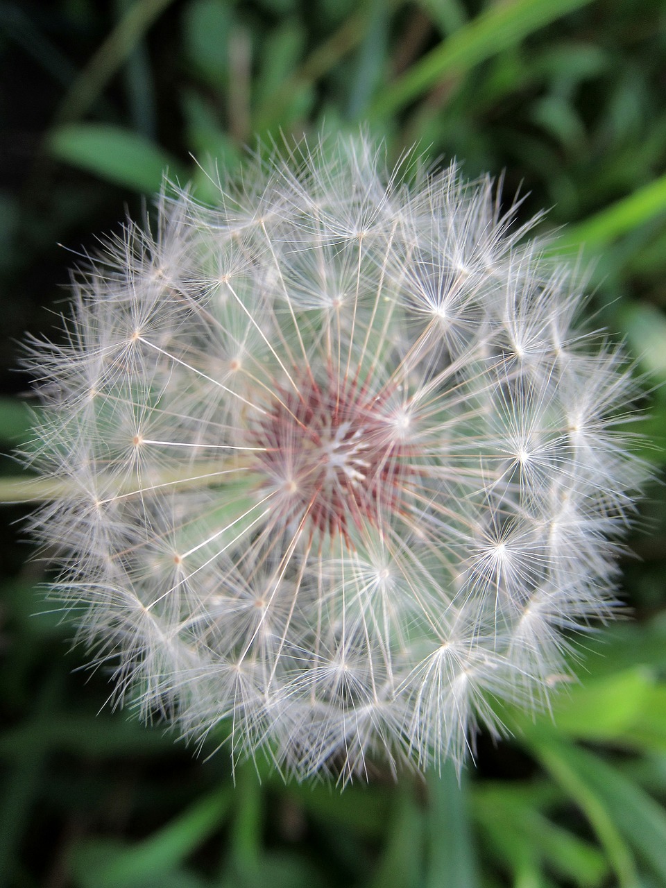 dandelion  summer  nature free photo