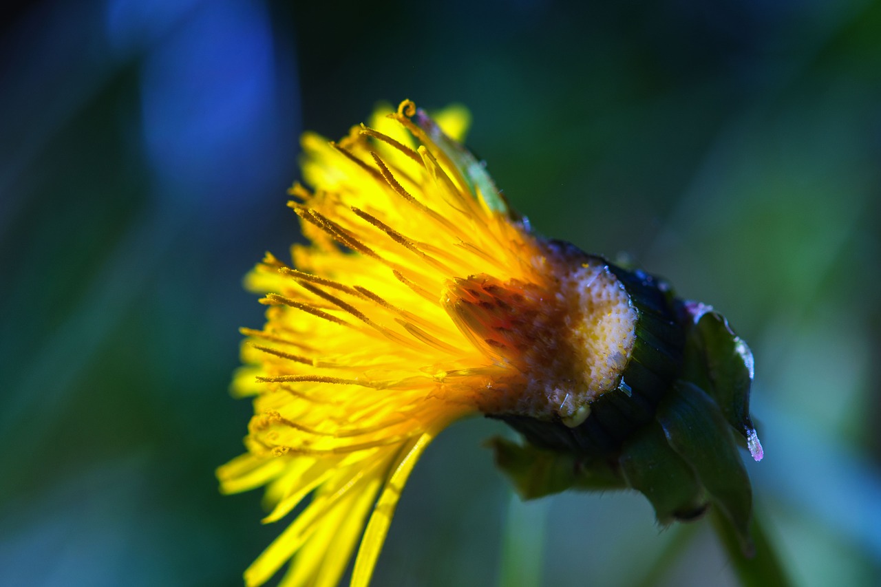 dandelion  flower  spring free photo